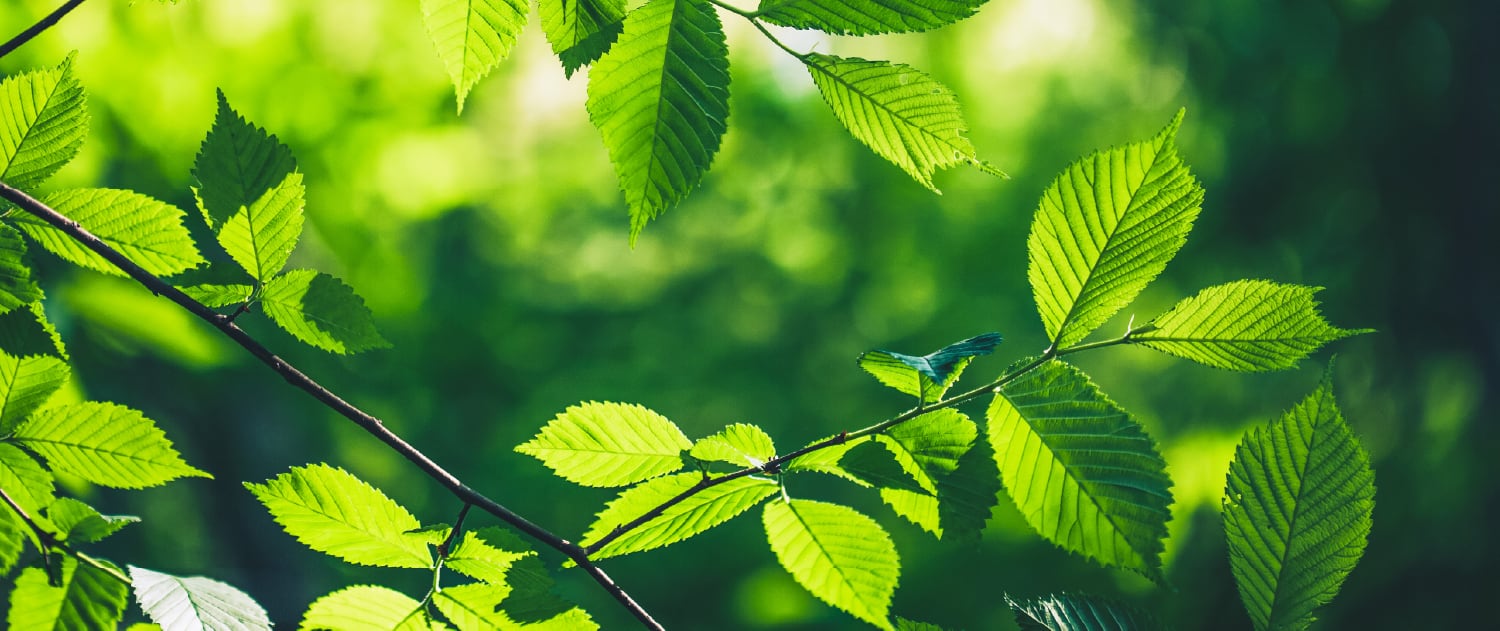 木と生きる幸運。